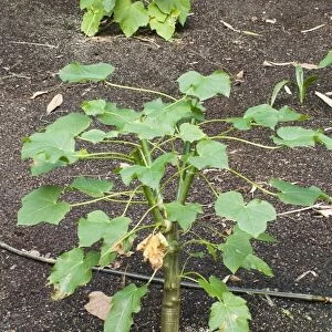 Jatropha Curcas - plants nuts are used for high quality Biofuel