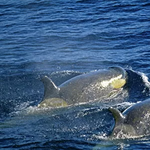 Killer Whales (Orcas), Southern Ocean