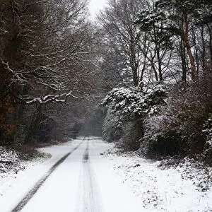 Lane covered in snow on Holkham Estate North Norfolk winter