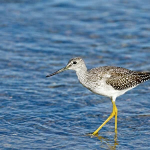 Sandpipers Collection: Lesser Yellowlegs