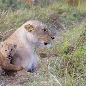 Lioness Panthera leo with cub Masai Mara Kenya