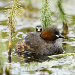 Little Grebe with chick on back North Norfolk summer