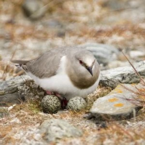 Charadriiformes Collection: Magellanic Plover