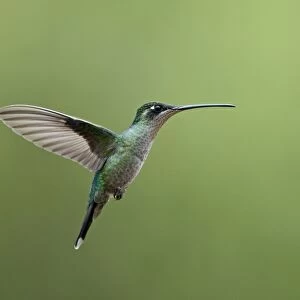 Magnificent Hummingbird Eugenes fulgens female Savegre Costa Rica