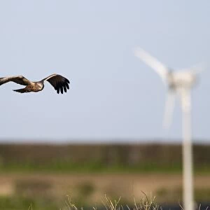 Marsh Harrier Circus aeruginosus male with wind turbine in background Norfolk Spring