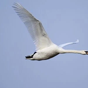 Mute Swan Cygnus olor in flight winter