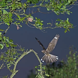 Nightjars Collection: Related Images