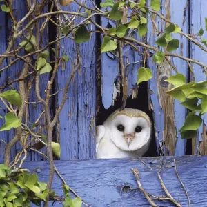 Barn Owl Print: A Barn Owl Peers from a Kent Barn Door Barn Owl Print: A Barn Owl Peers from a Kent Barn Door