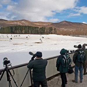 Photographers photographing Red-crowned (Japanese) Cranes at Akan Hokkaido Japan February