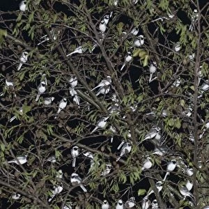 Pied Wagtails Motacilla alba roosting in tree in shopping centre Kent December