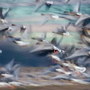 Pink Footed Goose