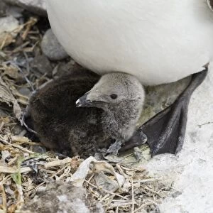 Razorbill Alca torda chick in nest Inner Farne Farne Islands Northumberland summer
