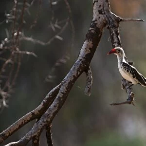 Red-billed Hornbill Tockus erythrorhyrynchus Kenya East Africa