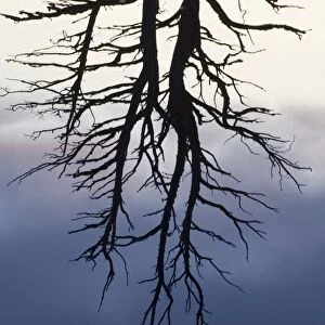 Reflection of dead pine in loch Scotland winter