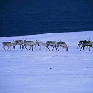 Reindeer, Rangifer tarandus, walking across the frozen tundra, Arctic Norway, winter