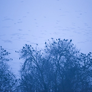 Rooks Corvus frugilegus at roost Buckenham Norfolk