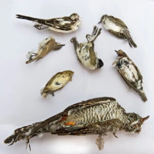 Passerines Collection: Shrikes