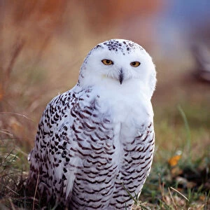 Snowy Owl, Nyctea scandiaca, Norway, September, female