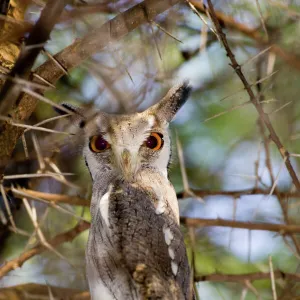 Owls Fine Art Print Collection: African Scops Owl