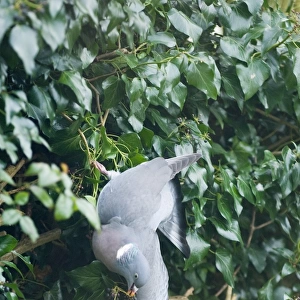 Wood Pigeon Columba palumbus feeding on Ivy berries in garden Norfolk UK winter