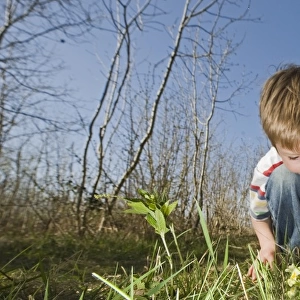 Young boy looking at primroses in woodland in spring Norfolk UK