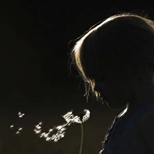 Young girl blowing seeds from dandelion head May UK