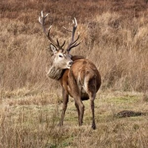 A 12 point Red Deer stag grooming and showing rump pattern - Isle of Jura Scotland