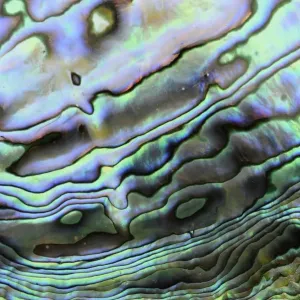 Paua Shell Interior Layer Print Paua Shell Interior Layer Print