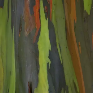 Rainbow Eucalyptus Tree Bark Print Rainbow Eucalyptus Tree Bark Print