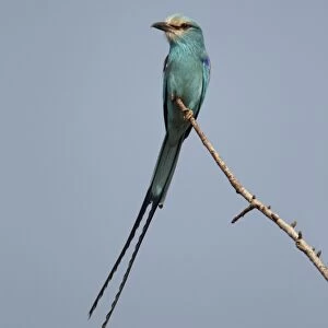 Abyssinian Roller (Coracias abyssinica) adult, perched on twig, Senegal, january