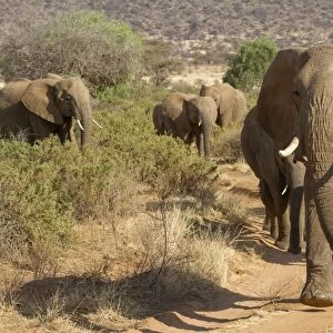 African Elephant (Loxodonta africana) adult females and calves, herd walking along track in dry savannah