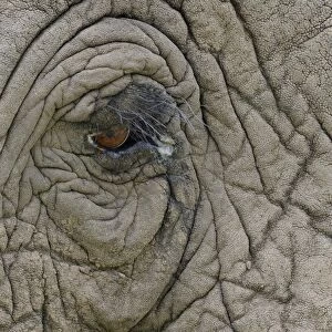 African Elephant (Loxodonta africana) adult, close-up of eye and skin, Masai Mara, Kenya