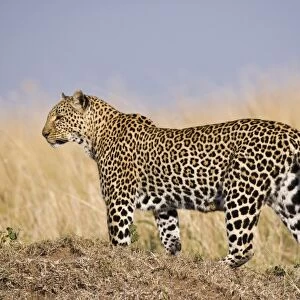 African Leopard (Panthera pardus pardus) adult female, standing on mound in long grass, Masai Mara, Kenya