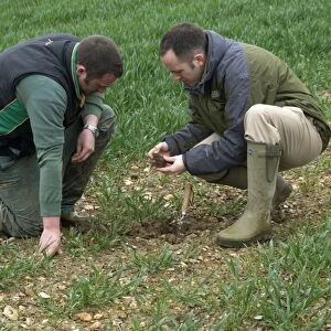 Agronomist and farmer checking soil structure in wheat crop on farm, Hertfordshire, England, april