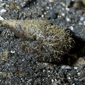 Algae Octopus (Abdopus aculeatus) adult, camouflaged on black sand, Lembeh Island, Sulawesi, Sunda Islands, Indonesia