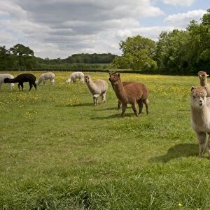Alpaca (Lama pacos) adults, herd standing in pasture, West Sussex, England, June