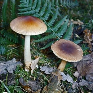 Amanita vaginata, commonly known as the grisette, is an edible mushroom in the Amanitaceae family of fungi
