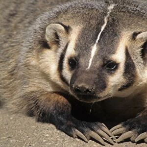 American Badger (Taxidea taxus) close-up of head and claws
