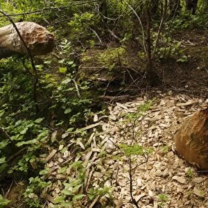 American Beaver (Castor canadensis) felled tree trunk, in temperate coastal rainforest, Inside Passage