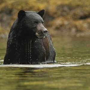 American Black Bear (Ursus americanus kermodei) adult, fishing for salmon, in temperate coastal rainforest