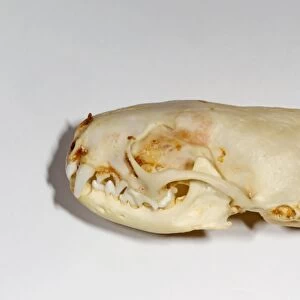 American Mink (Mustela vison) skull
