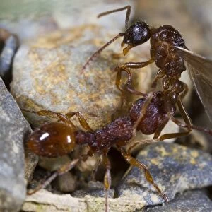 Ant (Myrmica sabuleti) adult worker, attacking Ant (Myrmica ruginodis) winged adult male, Powys, Wales, August