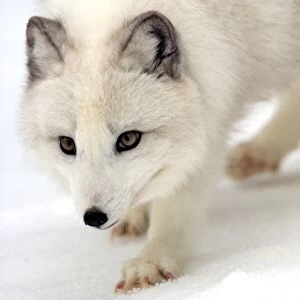 Arctic Fox (Alopex lagopus) adult, white winter coat, standing on snow, winter (captive)