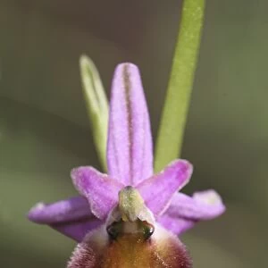 Argolis Orchid (Ophrys argolica) close-up of flower, Peloponesos, Southern Greece, april