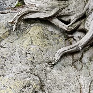 Arolla Pine (Pinus cembra) close-up of roots on rock, Tatra N. P. Tatra Mountains, Western Carpathians, Poland, June