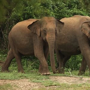 Asian Elephant (Elephas maximus) two adults, walking in forest, Yala N. P. Sri Lanka, december