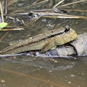Atlantic Mudskipper (Periophthalmus barbarus) adult, resting out of water on branch (captive)