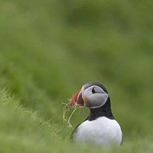 Atlantic Puffin (Fratercula arctica) adult, breeding plumage, with grass in beak for nest material
