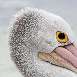 Australian Pelican (Pelecanus conspicillatus) adult, close-up of head, on beach, Western Australia, Australia, February