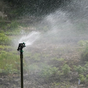 Automated garden sprinkler system watering vegetable garden, Norfolk, England, april